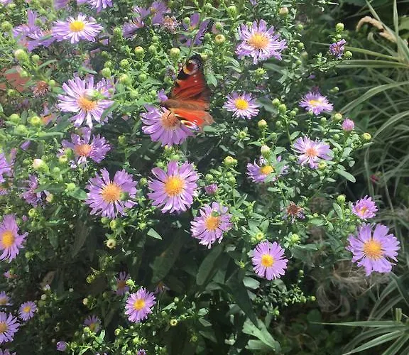 アパート L'envie D'ailleurs オンフルール